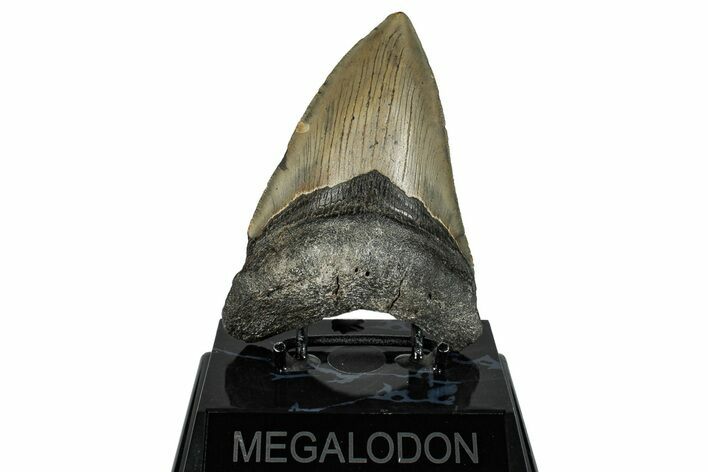 Serrated, Fossil Megalodon Tooth - North Carolina #273033